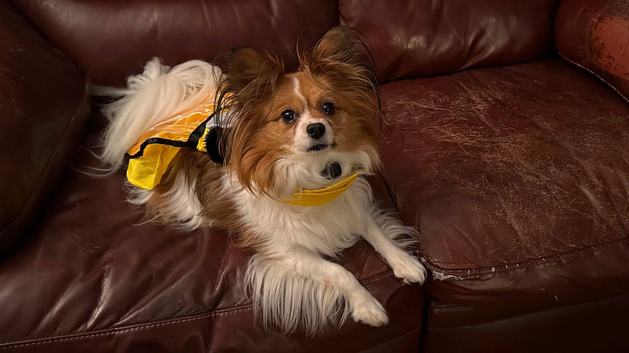 Shyla is registered to the contest to win money with this photo: canidae, carnivore, comfort, companion_dog, corgi_chihuahua, couch, dog, dog_breed, dog_supply, fawn, fur, liver, pet_supply, small_terrier, snout, sporting_group, terrier, toy_dog, whiskers, working_animal