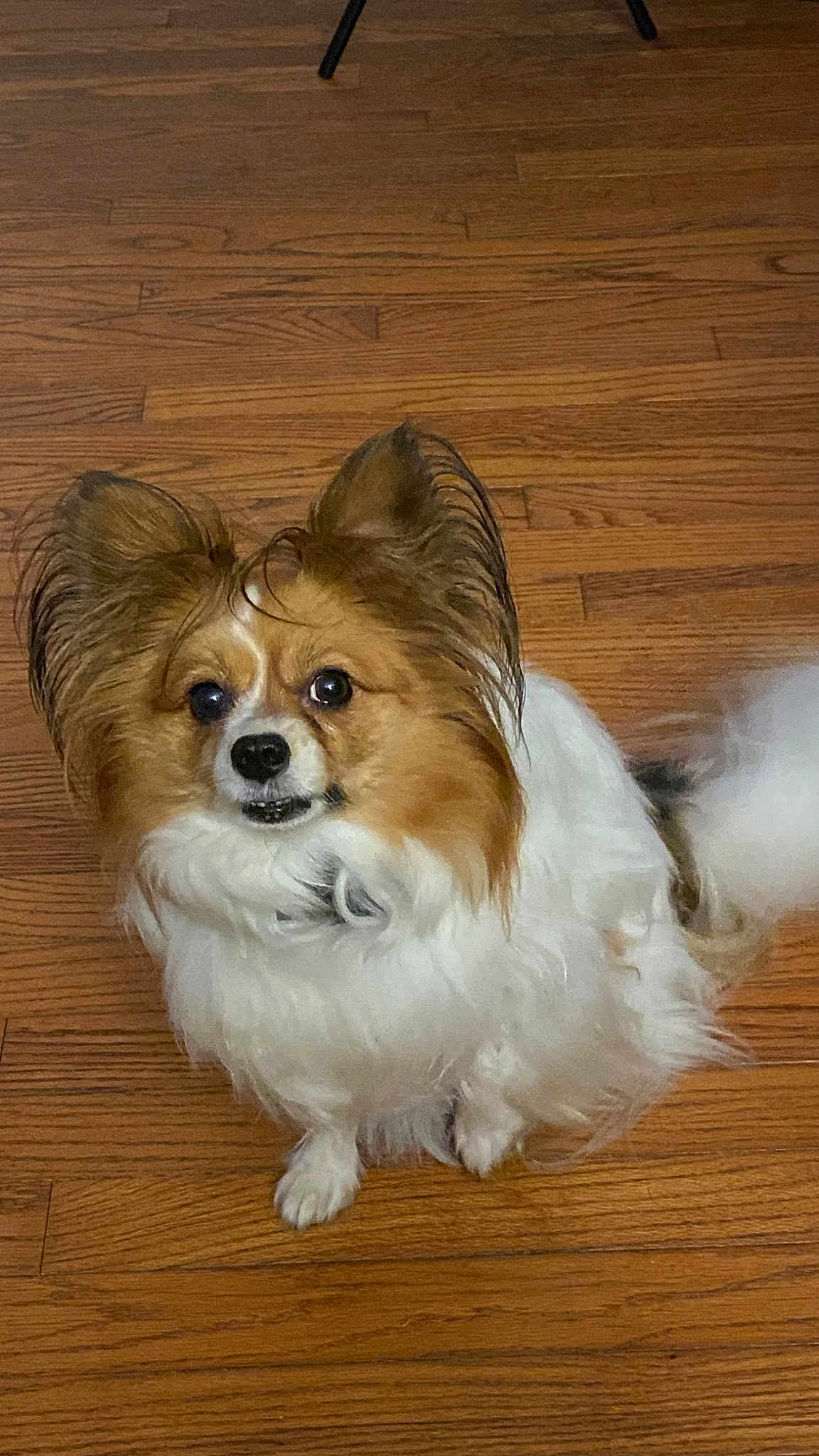 Shyla