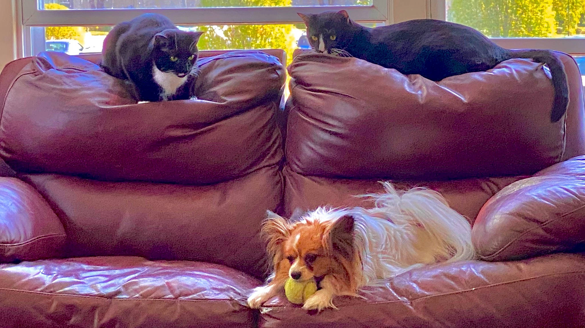 Shyla is registered to the contest to win money with this photo: carnivore, cat, comfort, companion_dog, couch, dog, dog_breed, fawn, felidae, human_leg, liver, living_room, mammal, pillow, small_to_medium_sized_cats, sofa_bed, sporting_group, studio_couch, throw_pillow, whiskers