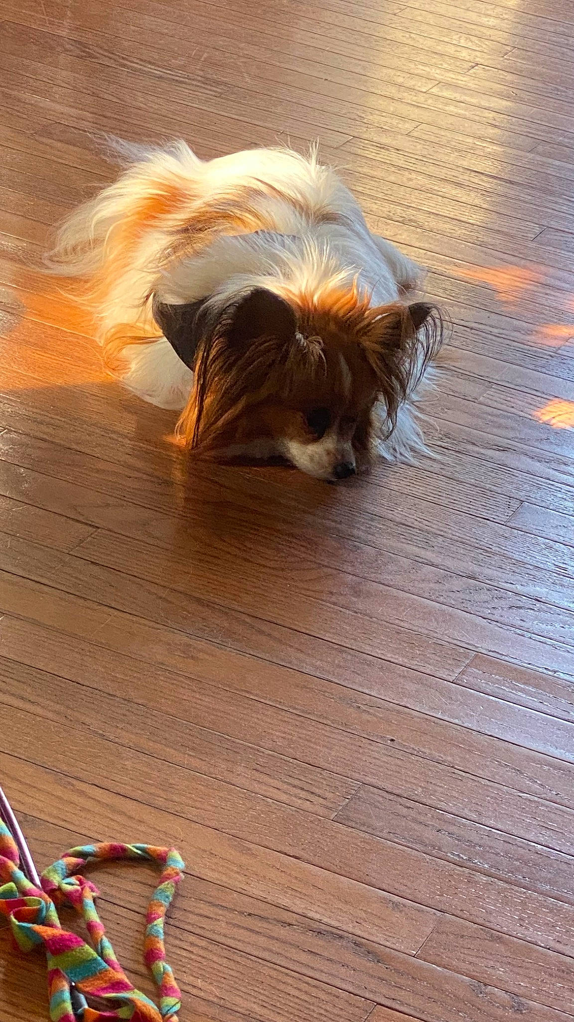 Shyla joined the competition — help win amazing prizes! canidae, carnivore, companion_dog, dog, dog_breed, fawn, feather, floor, flooring, hardwood, laminate_flooring, liver, snout, sporting_group, tail, toy_dog, varnish, wood, wood_flooring, wood_stain