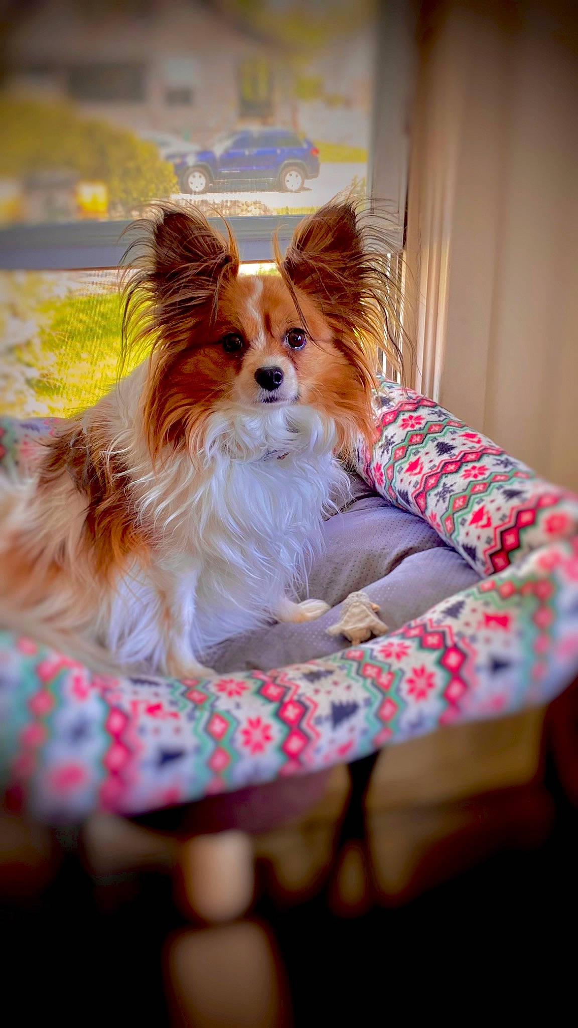 Shyla is registered to the contest to win money with this photo: canidae, carnivore, companion_dog, corgi_chihuahua, dog, dog_breed, dog_supply, fawn, fur, non_sporting_group, papillon, pattern, pet_supply, puppy, sitting, snout, sporting_group, toy_dog, whiskers, working_dog