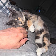 Roxy is registered to the contest to win money with this photo: cat, calico_cat, sleeping, hand, bed, blanket, quilt, indoor, pet, feline, resting, cozy, closeup, comfort, domestic_animal, fur, paw, relaxation, human_hand, quiet