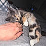 cat, calico_cat, sleeping, hand, bed, blanket, quilt, indoor, pet, feline, resting, cozy, closeup, comfort, domestic_animal, fur, paw, relaxation, human_hand, quiet