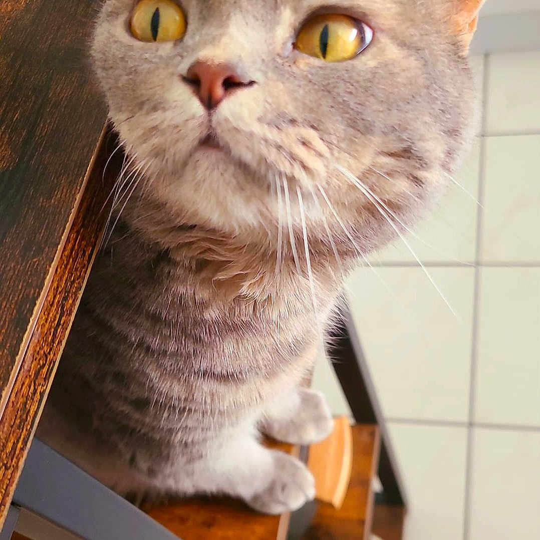 Molly participe au concours pour gagner de l'argent avec cette photo : animal, books, cat, chair, close_up, curious, cute, domestic_cat, feline, floor_tiles, fur, gray_tabby, home, indoor, looking_up, paws, pet, whiskers, wooden_table, yellow_eyes
