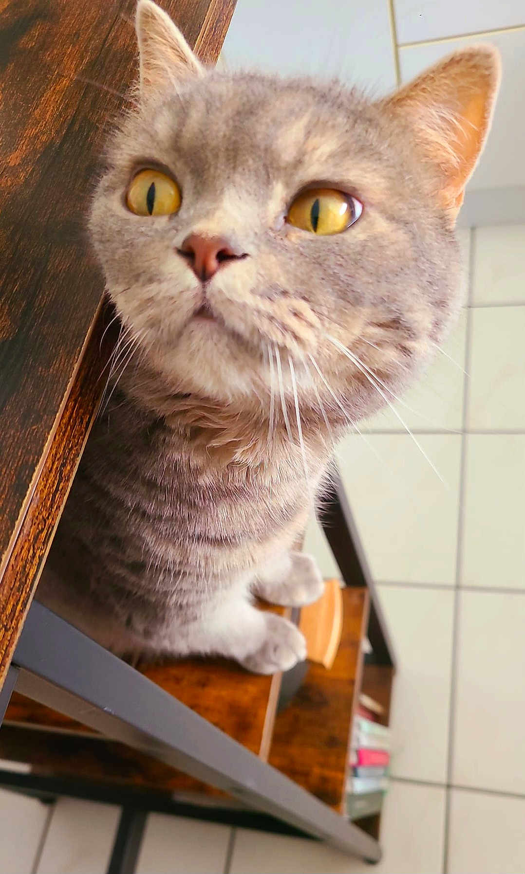 Molly