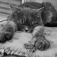 Molly a rejoint le concours — aidez-le/la à gagner de superbes lots ! cat, sleeping, paws, claws, blanket, furry, closeup, resting, cozy, pet, animal, indoor, soft, cute, relaxed, napping, whiskers, fur, face, comfort
