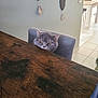 cat, gray_cat, chair, wooden_table, table, indoor, curious, pet, feline, domestic_cat, home, floor_tiles, minimalist, decor, wall, lighting, animal, looking, sitting, cozy