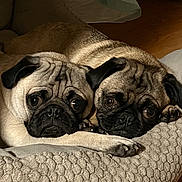 Bugsy And Lucy joined the competition — help win amazing prizes! animal, bed, black, brown, closeup, companion, cozy, cute, dog, expression, fur, indoor, pair, pet, pug, relaxed, resting, snuggling, texture, wood_floor