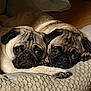 animal, bed, black, brown, closeup, companion, cozy, cute, dog, expression, fur, indoor, pair, pet, pug, relaxed, resting, snuggling, texture, wood_floor