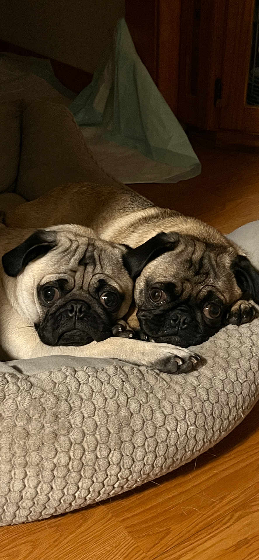 Bugsy And Lucy