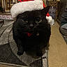 adorable, animal, black_cat, carpet, cat, christmas, close_up, cute, domestic_cat, eyes, face, festive, fur, holiday, indoor, mammal, pet, portrait, santa_hat, whiskers