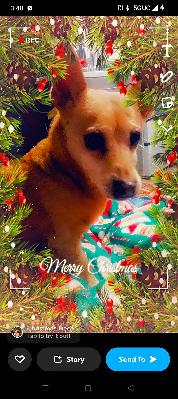 Princess is registered to the contest to win money with this photo: carnivore, christmas, christmas_decoration, christmas_ornament, christmas_tree, companion_dog, dog, dog_breed, dog_supply, event, evergreen, fawn, grass, holiday, holiday_ornament, ornament, plant, snout, tree, whiskers