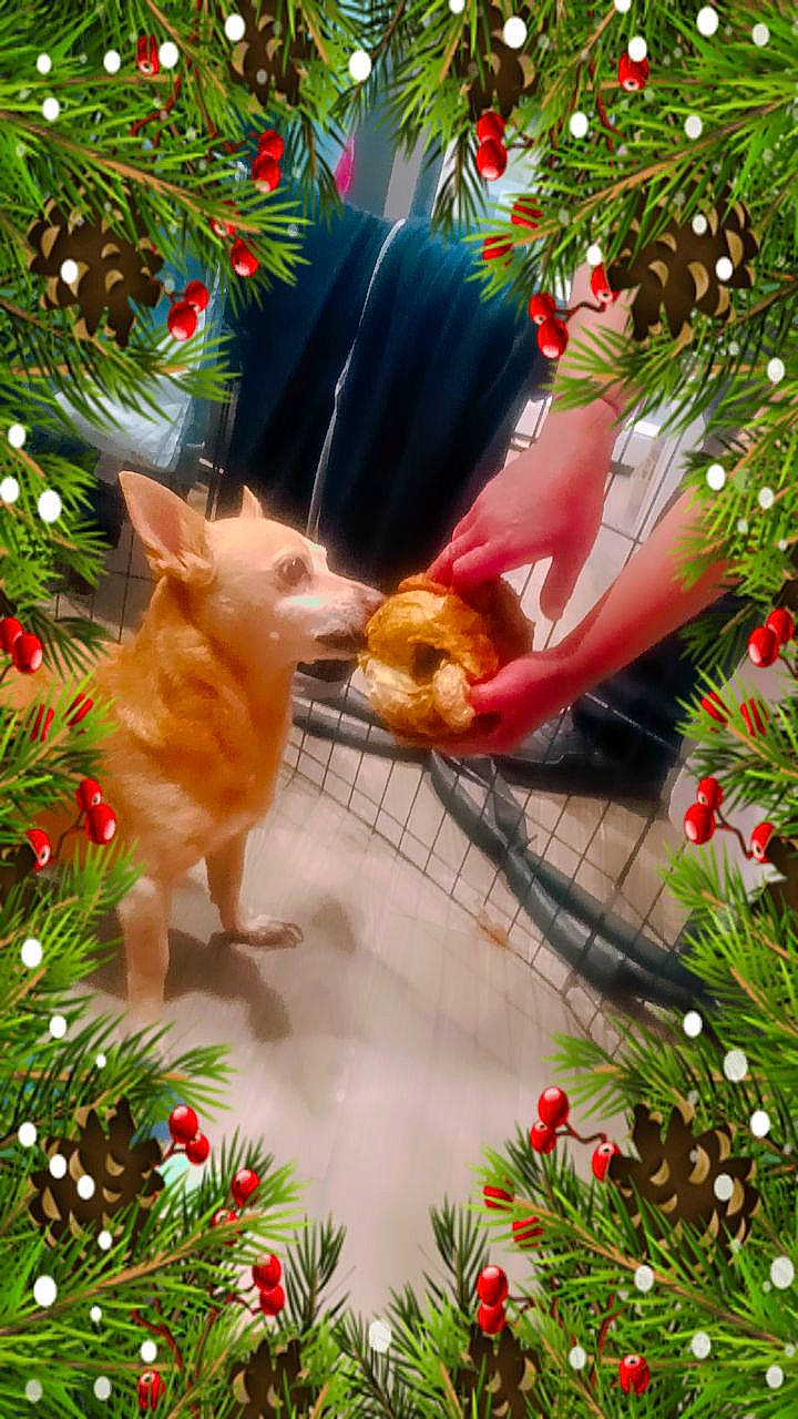 Princess is registered to the contest to win money with this photo: botany, branch, carnivore, cat, christmas, christmas_decoration, christmas_ornament, christmas_tree, evergreen, fawn, felidae, flower, grass, holiday, holiday_ornament, leaf, light, ornament, plant, toy