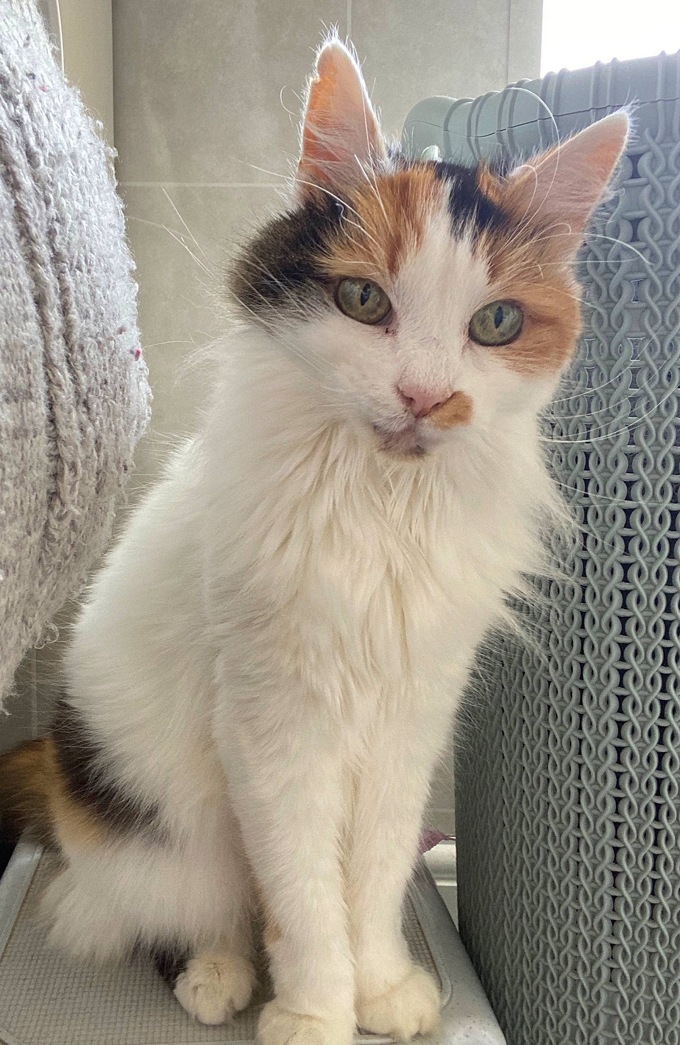 Dilly is registered to the contest to win money with this photo: carnivore, cat, felidae, fur, small_to_medium_sized_cats, snout, tail, vertebrate, whiskers