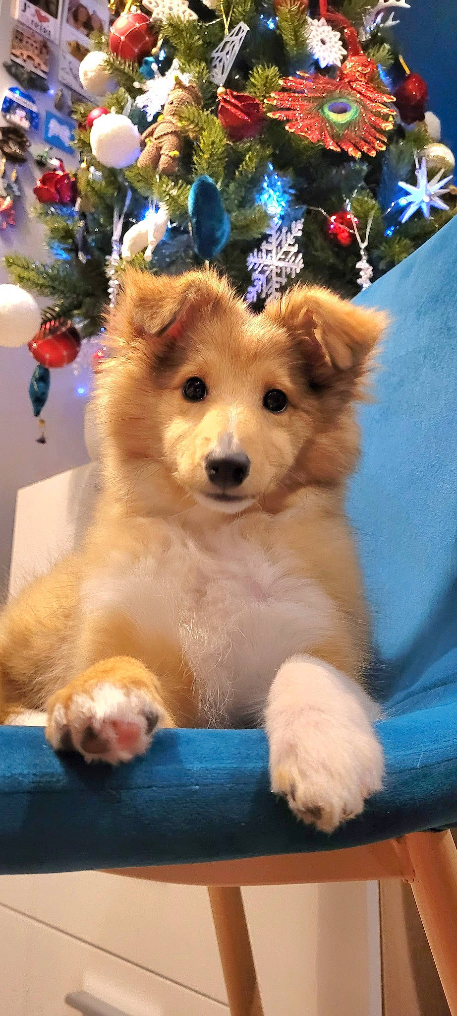 Bella participe au concours pour gagner de l'argent avec cette photo : blue, canidae, carnivore, companion_dog, dog, dog_breed, dog_clothes, dog_supply, event, fawn, fur, paw, plant, pomeranian, snout, spitz, sporting_group, toy_dog, tree, whiskers