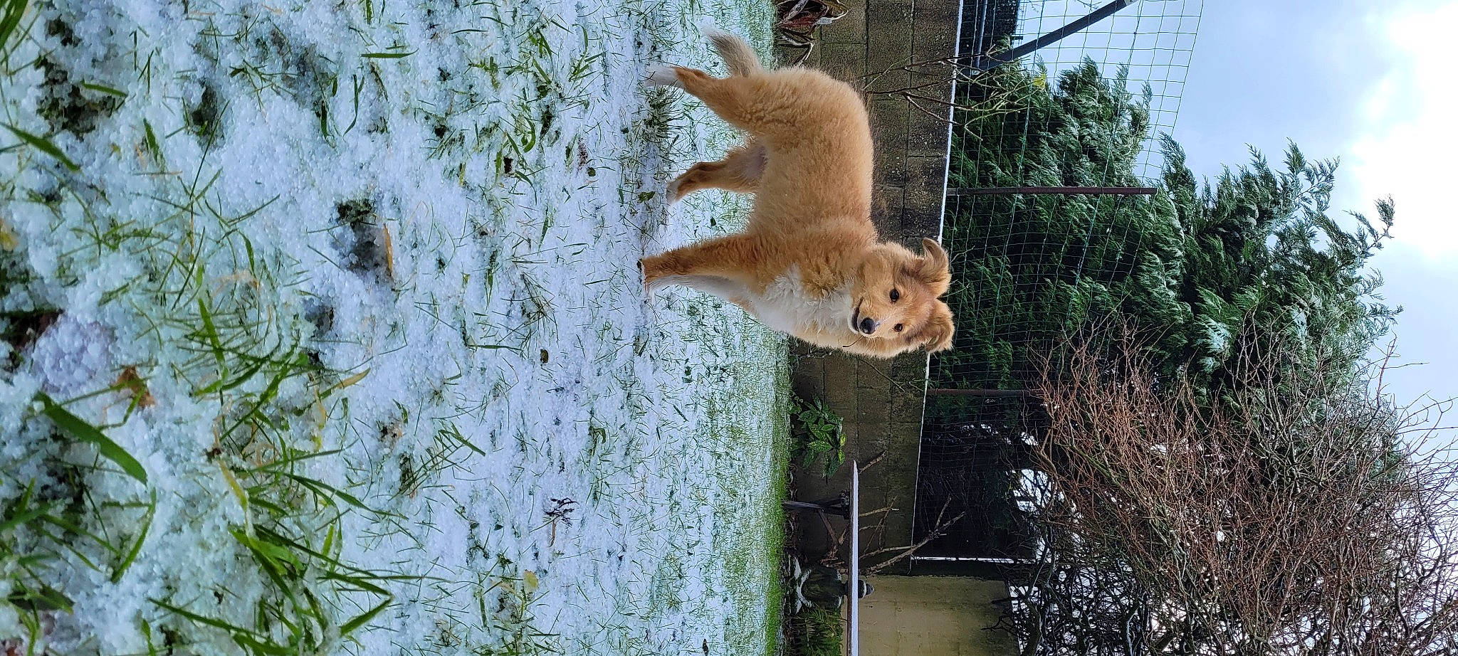 Bella participe au concours pour gagner de l'argent avec cette photo : branch, fawn, fox_squirrel, fur, grey_squirrel, ground_squirrels, mesh, plant, rodent, snout, snow, squirrel, tail, terrestrial_animal, tree, trunk, twig, whiskers, winter, wood