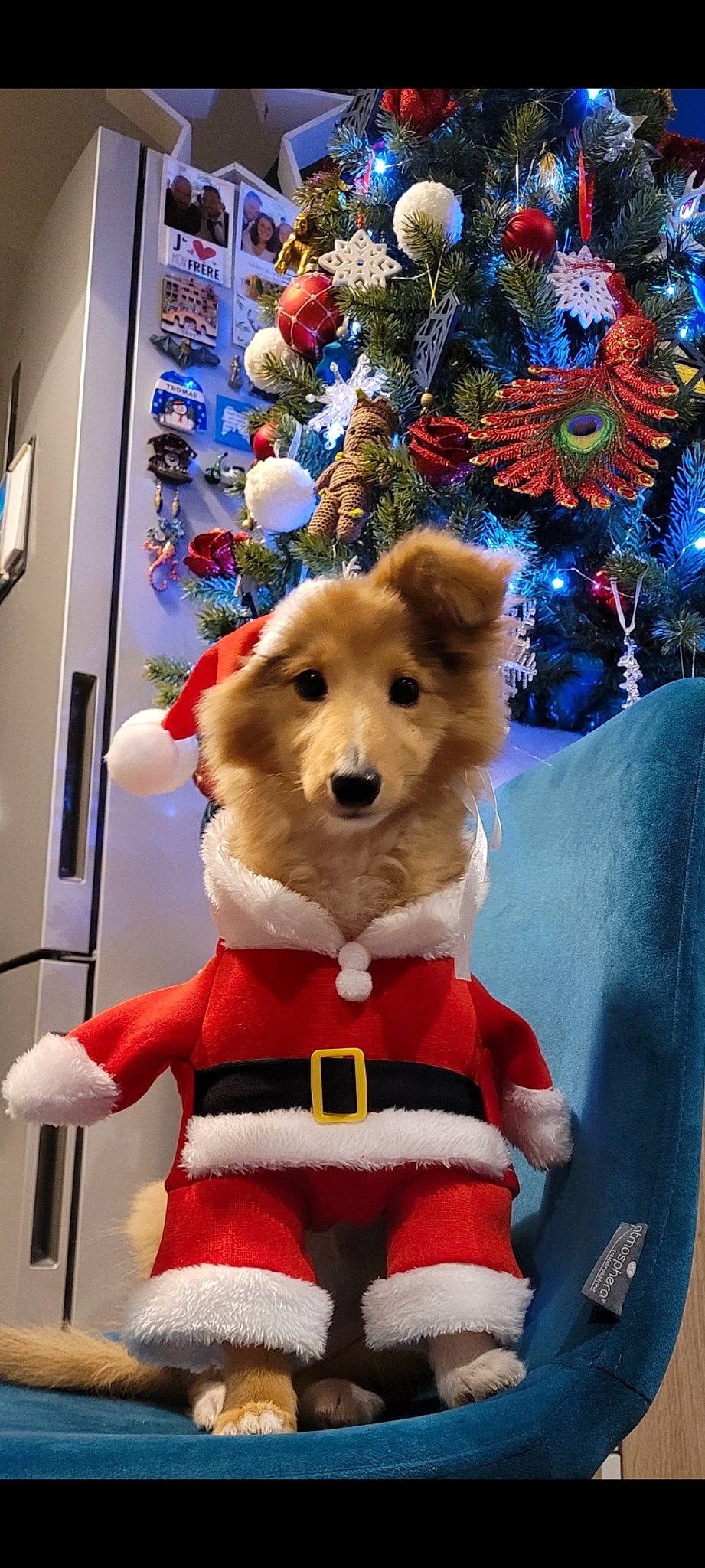 Bella a rejoint le concours — aidez-le/la à gagner de superbes lots ! canidae, carnivore, christmas_decoration, christmas_ornament, christmas_tree, companion_dog, dog, dog_breed, event, fawn, fun, hat, holiday, mammal, snout, sporting_group, stuffed_toy, textile, toy, white