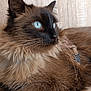 Elia a rejoint le concours — aidez-le/la à gagner de superbes lots ! animal, blue_eyes, brown_fur, calm, cat, close_up, curious, domestic_cat, ears, feline, fluffy_fur, fur_texture, indoor, pet, portrait, relaxed, resting, side_view, whiskers, wood_background