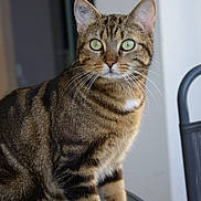 Luma a rejoint le concours — aidez-le/la à gagner de superbes lots ! cat, tabby, green_eyes, fur, whiskers, sitting, glass_table, indoor, curious, pet, animal, feline, striped, close_up, portrait, alert, paw, ears, background_blur, domestic