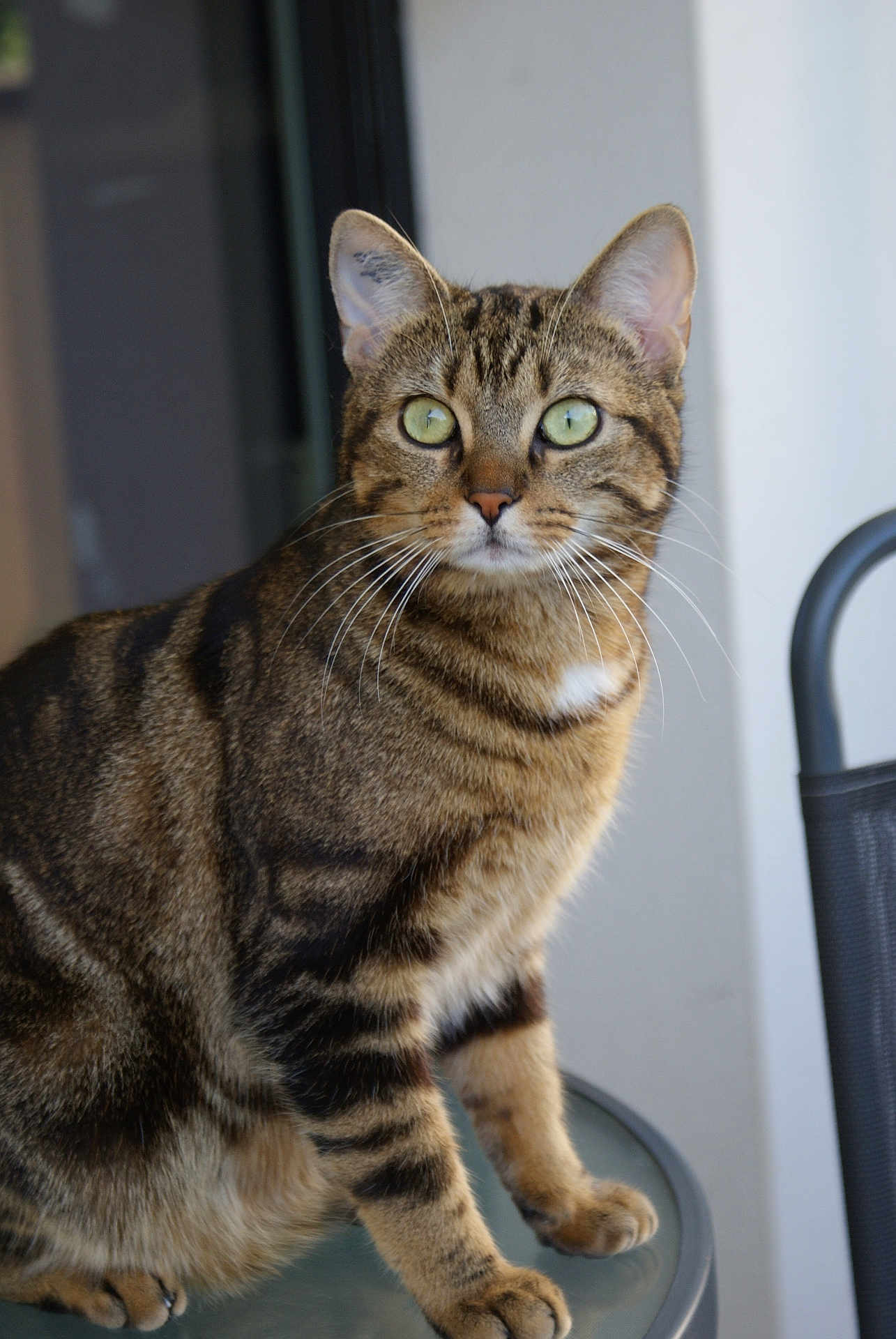 Luma a rejoint le concours — aidez-le/la à gagner de superbes lots ! cat, tabby, green_eyes, fur, whiskers, sitting, glass_table, indoor, curious, pet, animal, feline, striped, close_up, portrait, alert, paw, ears, background_blur, domestic