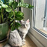 Zion participe au concours pour gagner de l'argent avec cette photo : cat, indoor, plant, potted_plant, window, wooden_floor, gray_cat, white_cat, long_hair, pet, feline, sitting, natural_light, curious, calm, green_leaves, home, domestic, fur, sunlight