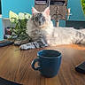 cat, table, coffee_mug, plant, remote_control, indoor, furniture, decor, artwork, blue_cabinet, wood, sunlight, fluffy_cat, gray_cat, white_cat, relaxing, cozy, living_room, houseplant, candle_holder