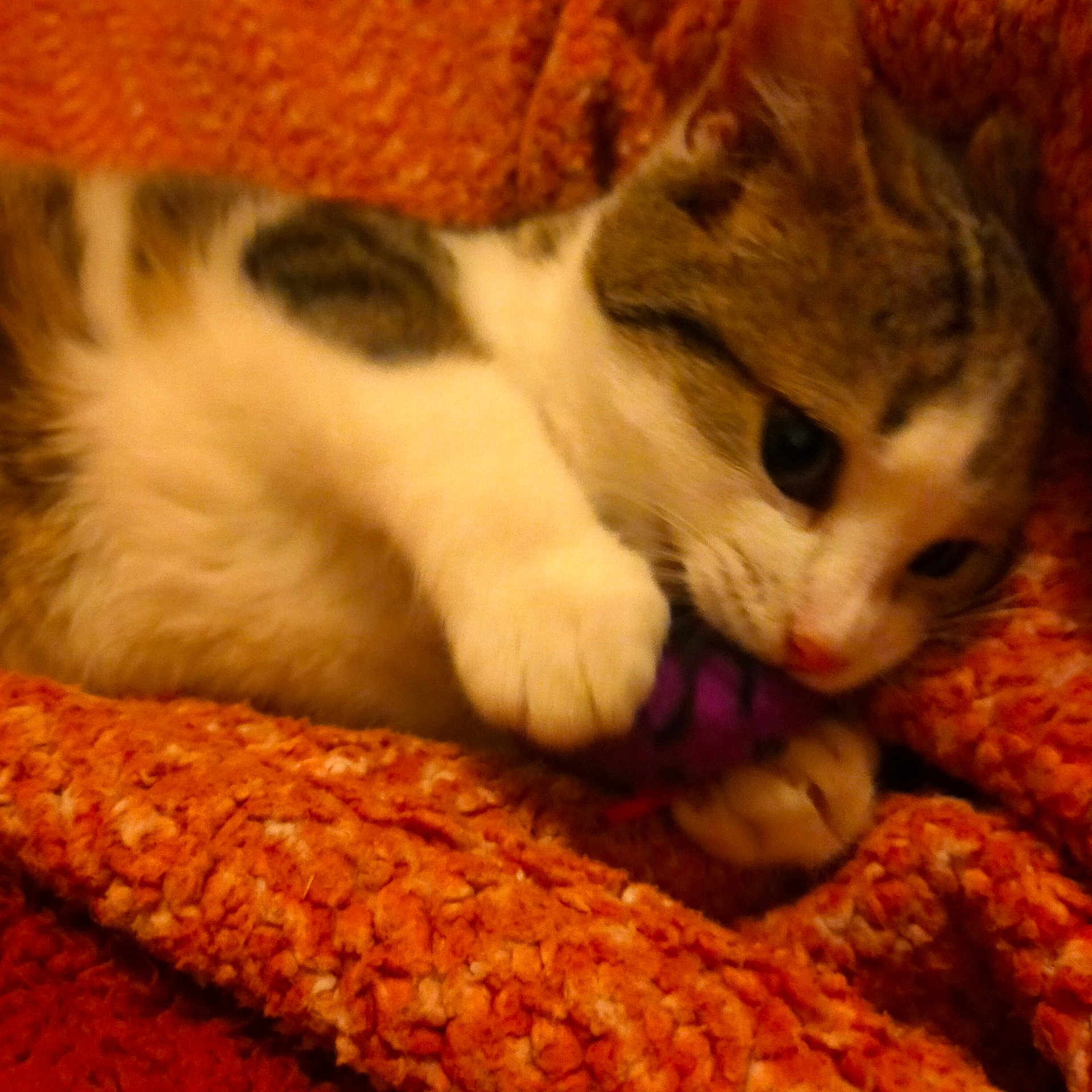 Yazz a rejoint le concours — aidez-le/la à gagner de superbes lots ! abyssinian, animal, armchair, blanket, cat, chair, couch, furniture, kitten, manx, person, pet, quilt, siamese, sleeping, towel