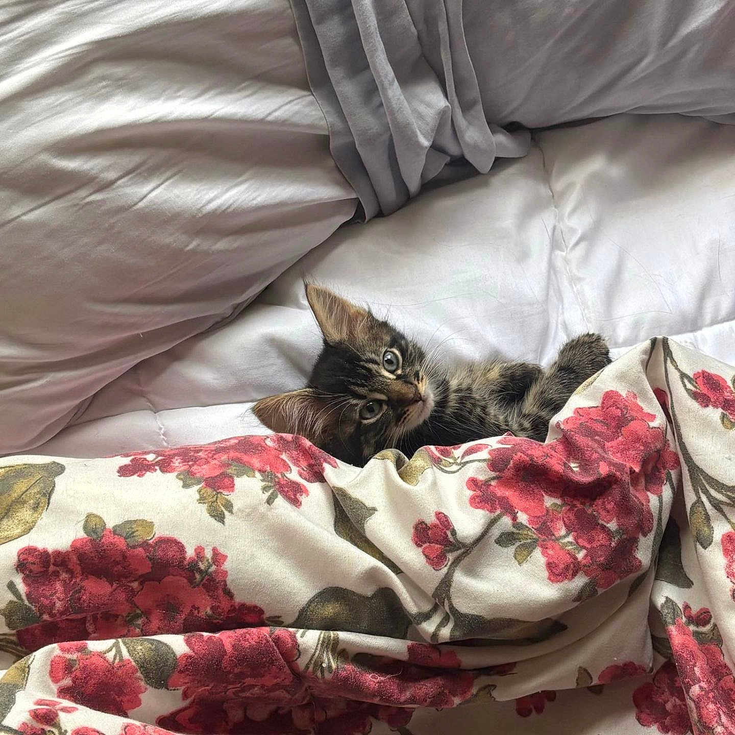 Missy joined the competition — help win amazing prizes! animal, bed, blanket, cat, comfort, cozy, curious, cute, domestic_animal, ears, eyes, floral_pattern, fur, indoor, kitten, pet, resting, sleepy, soft, whiskers