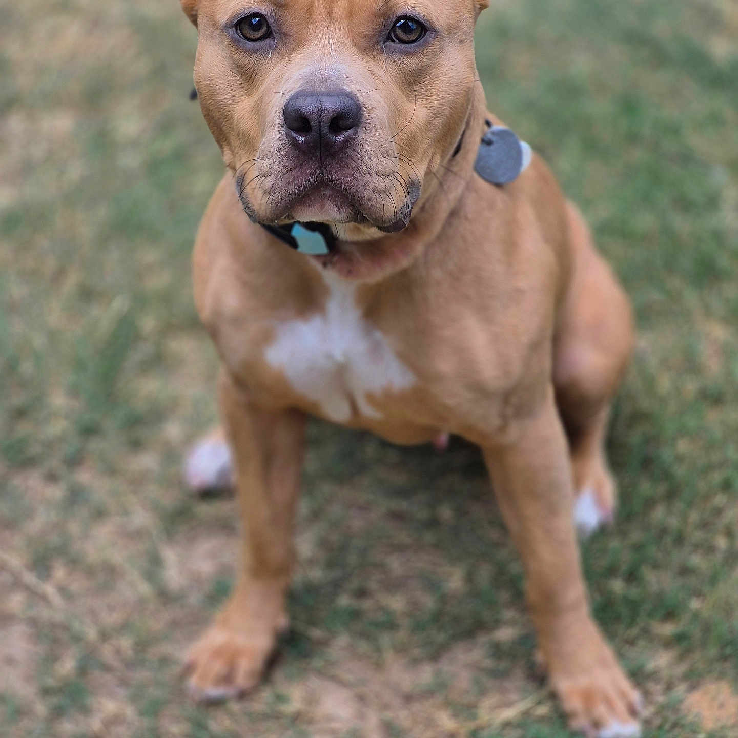 Bella