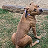 Bella joined the competition — help win amazing prizes! dog, canine, pet, tan_dog, sitting, outdoor, grass, yard, log, wood, collar, leash, short_hair, muscular, brown, portrait, animal, alert, looking_back, ground
