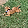 Bella is registered to the contest to win money with this photo: dog, brown_dog, pet, canine, grass, lawn, outdoor, garden, dirt, animal, lying_down, relaxed, collar, purple_collar, tail, floppy_ears, short_hair, sunlight, park, portrait