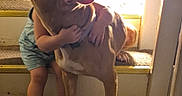 Bella is registered to the contest to win money with this photo: child, dog, pit_bull, hugging, staircase, indoors, backlit, pet, companion, family, sitting, standing, portrait, animal, short_hair, collar, carpet, doorway, warm_lighting, candid