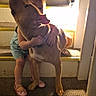 child, dog, pit_bull, hugging, staircase, indoors, backlit, pet, companion, family, sitting, standing, portrait, animal, short_hair, collar, carpet, doorway, warm_lighting, candid