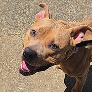 Bella is registered to the contest to win money with this photo: dog, brown_dog, pit_bull_type, pet, animal, portrait, close_up, outdoor, sidewalk, pavement, sunlight, shadow, leash, collar, ears, tongue, open_mouth, happy, looking_up, walking