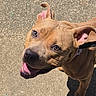 dog, brown_dog, pit_bull_type, pet, animal, portrait, close_up, outdoor, sidewalk, pavement, sunlight, shadow, leash, collar, ears, tongue, open_mouth, happy, looking_up, walking
