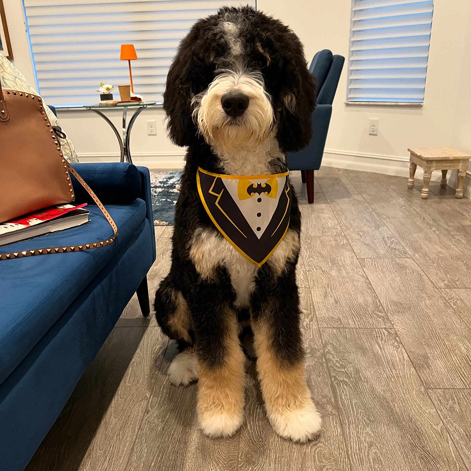River is registered to the contest to win money with this photo: accessories, animal, architecture, bag, building, canine, chair, couch, dog, furniture, handbag, homedecor, indoors, interiordesign, lamp, livingroom, pet, puppy, room, wood