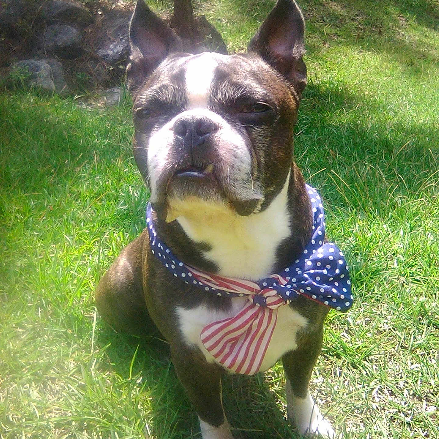 General Lee is registered to the contest to win money with this photo: animal, boston_terrier, bow_tie, canine, collar, cute, daylight, dog, ears, expression, face, grass, mammal, nature, outdoor, pet, portrait, sitting, sunlight, white_paws