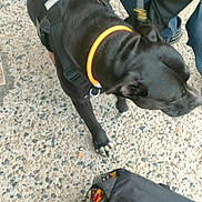 Jeff a rejoint le concours — aidez-le/la à gagner de superbes lots ! animal, bag, black_bag, black_dog, blurry, cigarette_butt, closeup, concrete_floor, dog, footwear, harness, human_leg, jeans, leash, orange_collar, outdoor, pavement, person, pet, standing