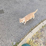 Polux participe au concours pour gagner de l'argent avec cette photo : cat, street, asphalt, curb, dry_grass, green_metal_object, plastic_bottle, outdoor, animal, walking, sidewalk, urban, nature, daylight, pet, feline, road, ground, casual, alone