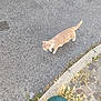 cat, street, asphalt, curb, dry_grass, green_metal_object, plastic_bottle, outdoor, animal, walking, sidewalk, urban, nature, daylight, pet, feline, road, ground, casual, alone