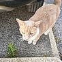 cat, animal, pet, beige_cat, outdoor, pavement, car_tire, plant, curious, whiskers, tail, sidewalk, urban, close_up, feline, street, nature, daylight, walking, alone