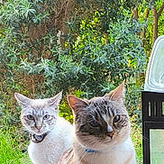 Looping participe au concours pour gagner de l'argent avec cette photo : cat, cats, feline, two_cats, tabby, white_cat, collar, window, windowsill, garden, bushes, greenery, whiskers, sitting, curious, outdoor, pet, domestic_animal, metal_rack, portrait