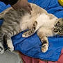 cat, tabby_cat, pet, paw, paw_pads, whiskers, blanket, blue_blanket, hand, human_hand, bedding, bed, lounging, relaxed, fur, stripes, indoor, close_up, domestic_animal, resting