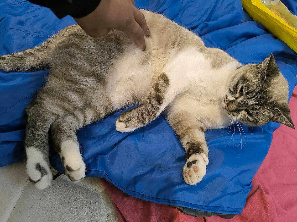 Looping a rejoint le concours — aidez-le/la à gagner de superbes lots ! cat, tabby_cat, pet, paw, paw_pads, whiskers, blanket, blue_blanket, hand, human_hand, bedding, bed, lounging, relaxed, fur, stripes, indoor, close_up, domestic_animal, resting