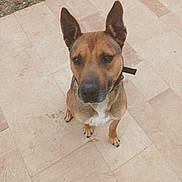 Zotux participe au concours pour gagner de l'argent avec cette photo : dog, pet, animal, ears, brown, sitting, floor, tile, outdoor, canine, muzzle, collar, paws, looking_up, fur, domestic_animal, companion, alert, cute, friendly