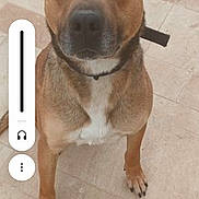 Zotux a rejoint le concours — aidez-le/la à gagner de superbes lots ! alert, animal, brown, canine, collar, companion, dog, domestic_animal, ears, face, floor, fur, looking_up, muzzle, outdoor, paw, pet, portrait, sitting, tile