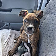 Akira participe au concours pour gagner de l'argent avec cette photo : puppy, dog, brindle, car_seat, blanket, plush_toy, stuffed_animal, pet, cute, animal, indoor, seat, car_interior, brown, white_markings, young_dog, ears, face, looking_at_camera, resting