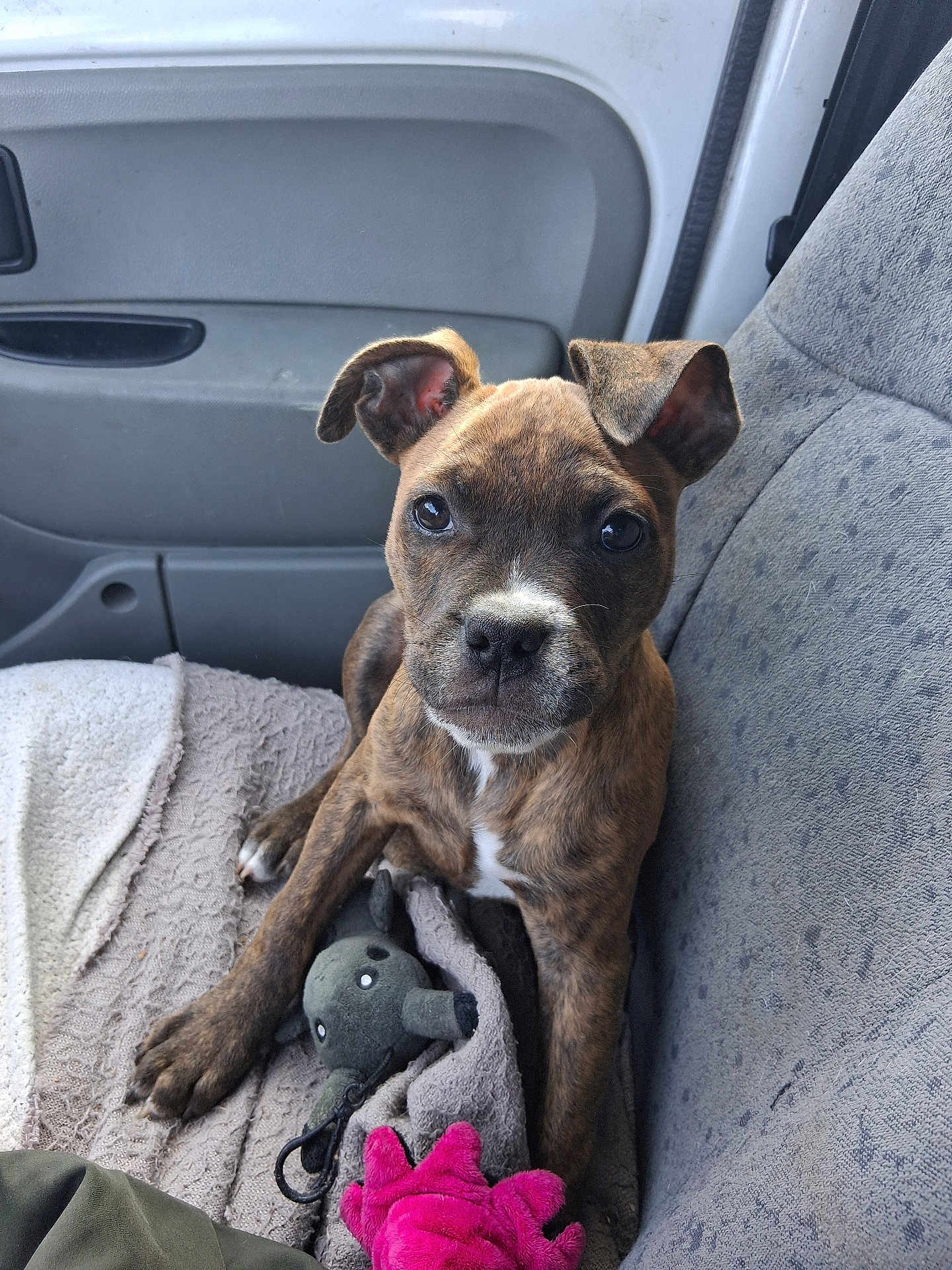 Akira participe au concours pour gagner de l'argent avec cette photo : puppy, dog, brindle, car_seat, blanket, plush_toy, stuffed_animal, pet, cute, animal, indoor, seat, car_interior, brown, white_markings, young_dog, ears, face, looking_at_camera, resting