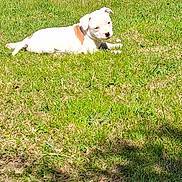 Laîka a rejoint le concours — aidez-le/la à gagner de superbes lots ! puppy, dog, grass, outdoor, sunlight, nature, tree, blue_sky, greenery, animal, pet, laying_down, summer, daytime, park, cute, canine, young_dog, resting, field