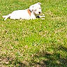 animal, blue_sky, canine, cute, daytime, dog, field, grass, greenery, laying_down, nature, outdoor, park, pet, puppy, resting, summer, sunlight, tree, young_dog